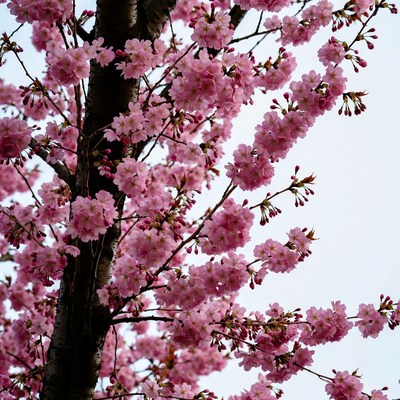 Cherry Blossom Tree Branches