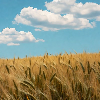 Golden Wheat Field Under Blue Sky