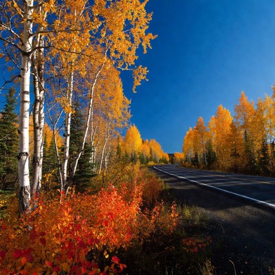 Aspen Trees Lining Autumn Road