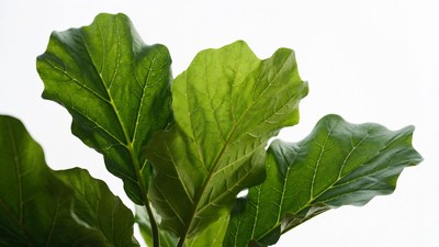 Fiddle Leaf Fig Leaves