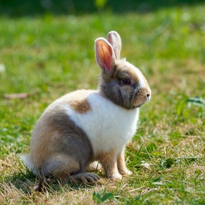 Dutch rabbit sitting on grass