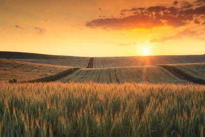 Golden Wheat Fields at Sunset