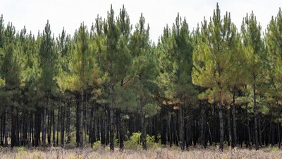 Dense Pine Forest Panorama