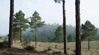 Tall pine trees in foggy forest meadow