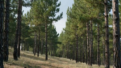 Pine Forest on Grassy Hillside