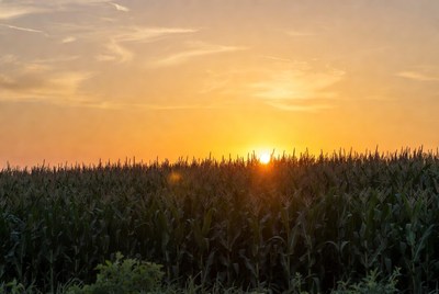 Sunset over cornfield
