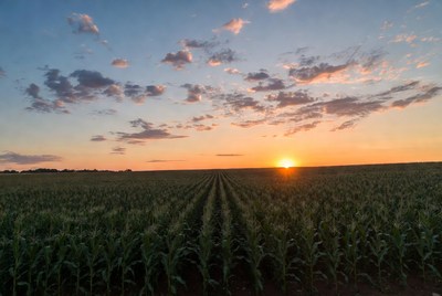 Sunset over cornfield