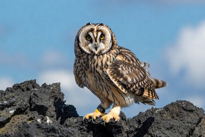 Short-eared Owl on Rocks