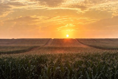Sunset over corn fields