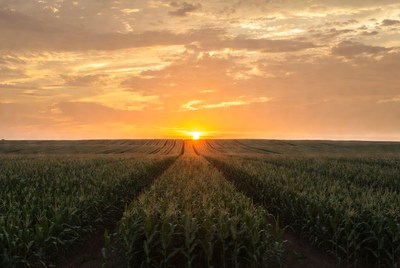 Sunset over cornfield rows