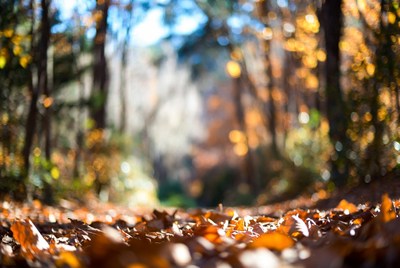 Forest Path with Autumn Leaves