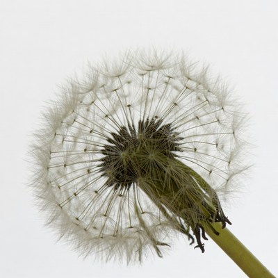 Dandelion with seeds on stem