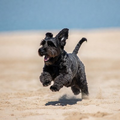 Black curly dog running on beach