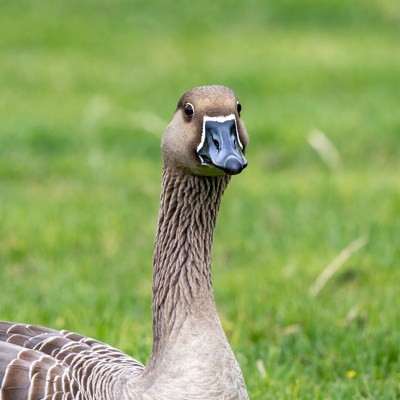 Canada Goose on green grass