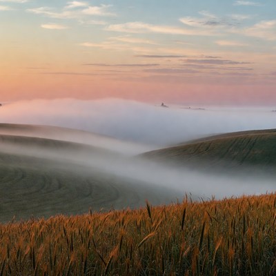 Foggy Wheat Fields at Sunrise