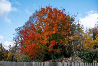 Vibrant Red Maple Tree in Autumn