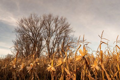 Corn Field with Bare Trees