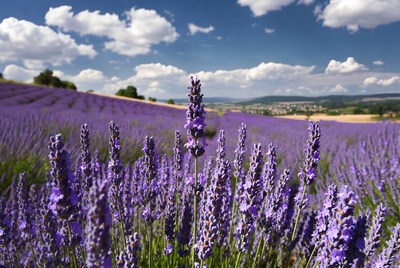 Lavender Field Under Blue Sky
