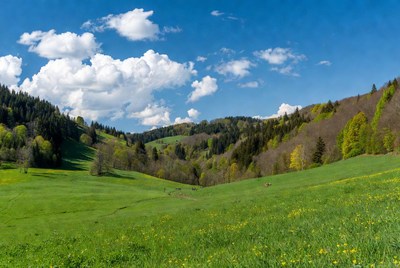Green valley with forests and wildflowers