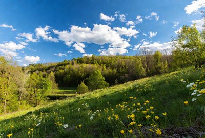 Green hillside with yellow flowers and bridge