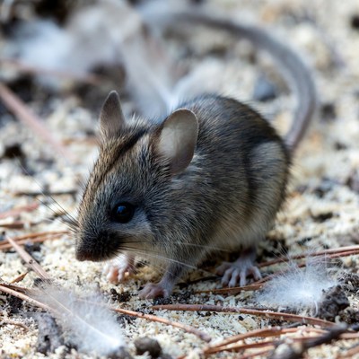 Cute deer mouse on forest floor