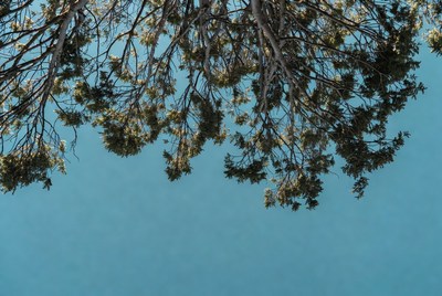 Pine tree branches against blue sky