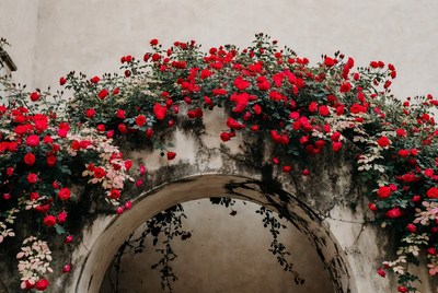 Red Roses Climbing Stone Arch