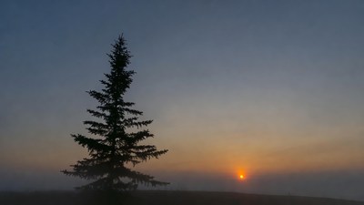 Silhouette Pine Tree at Sunset