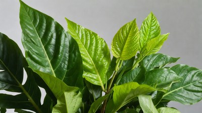 Vibrant Monstera Leaves Closeup