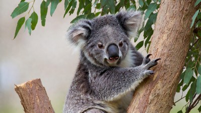 Koala clinging to eucalyptus tree