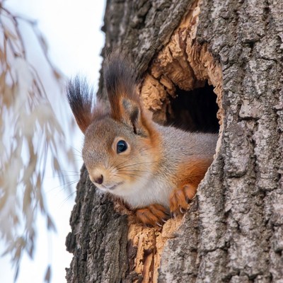 Red squirrel peeking from tree hole