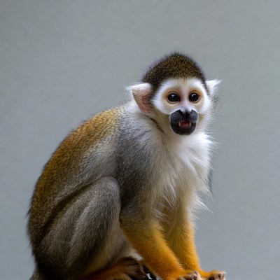 Capuchin monkey sitting on gray background