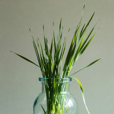 Fresh green grass in glass vase