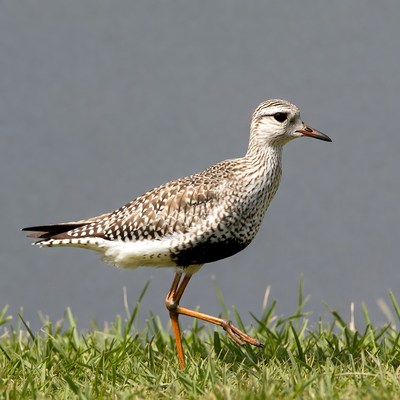 Ruddy Turnstone walking on grass