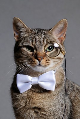 Cat wearing bowtie and monocle