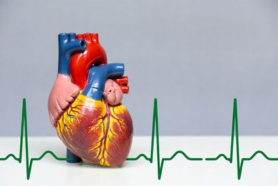 3D Human Heart with ECG Wave
