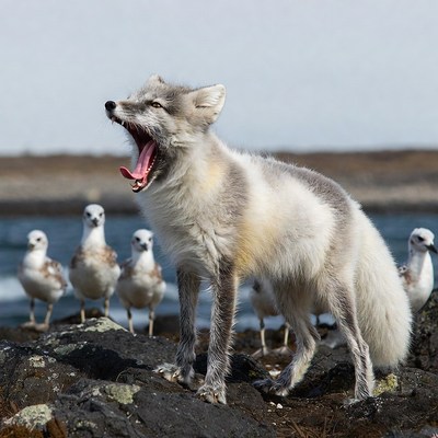 Arctic Fox Yawning with Seagulls