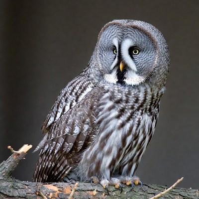 Great Gray Owl on branch
