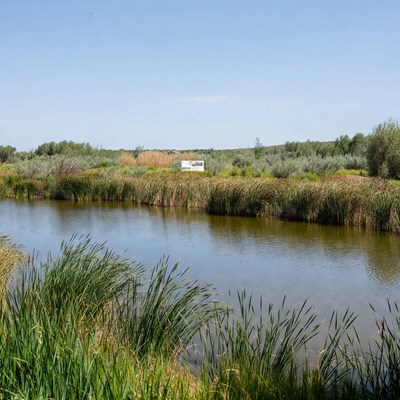 White Camper by Marshy Pond