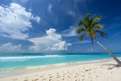 Palm Tree on Tropical Beach