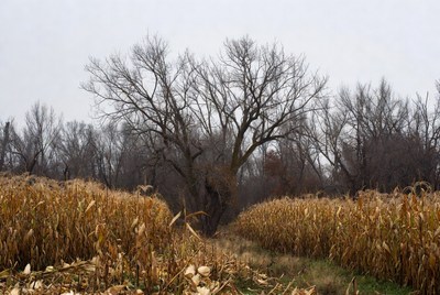 Path through autumn cornfield with barren trees