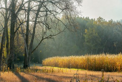 Golden Corn Field with Bare Trees
