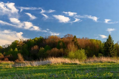Autumn Forest with Grassy Field