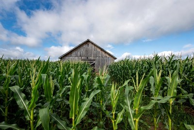 Old Barn in Corn Field