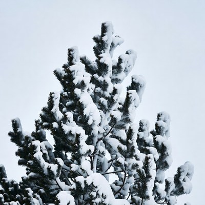Snow-covered pine tree