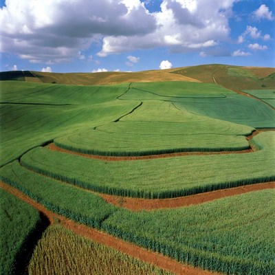 Green terraced rice fields landscape