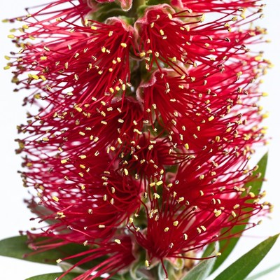 Red Bottlebrush Flower Closeup