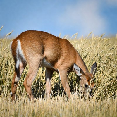 Fawn grazing in wheat field