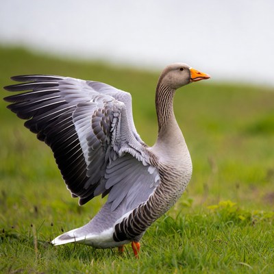 Greylag goose spreading wings on grass