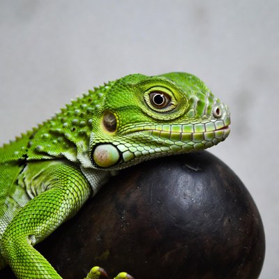 Green iguana resting on black ball